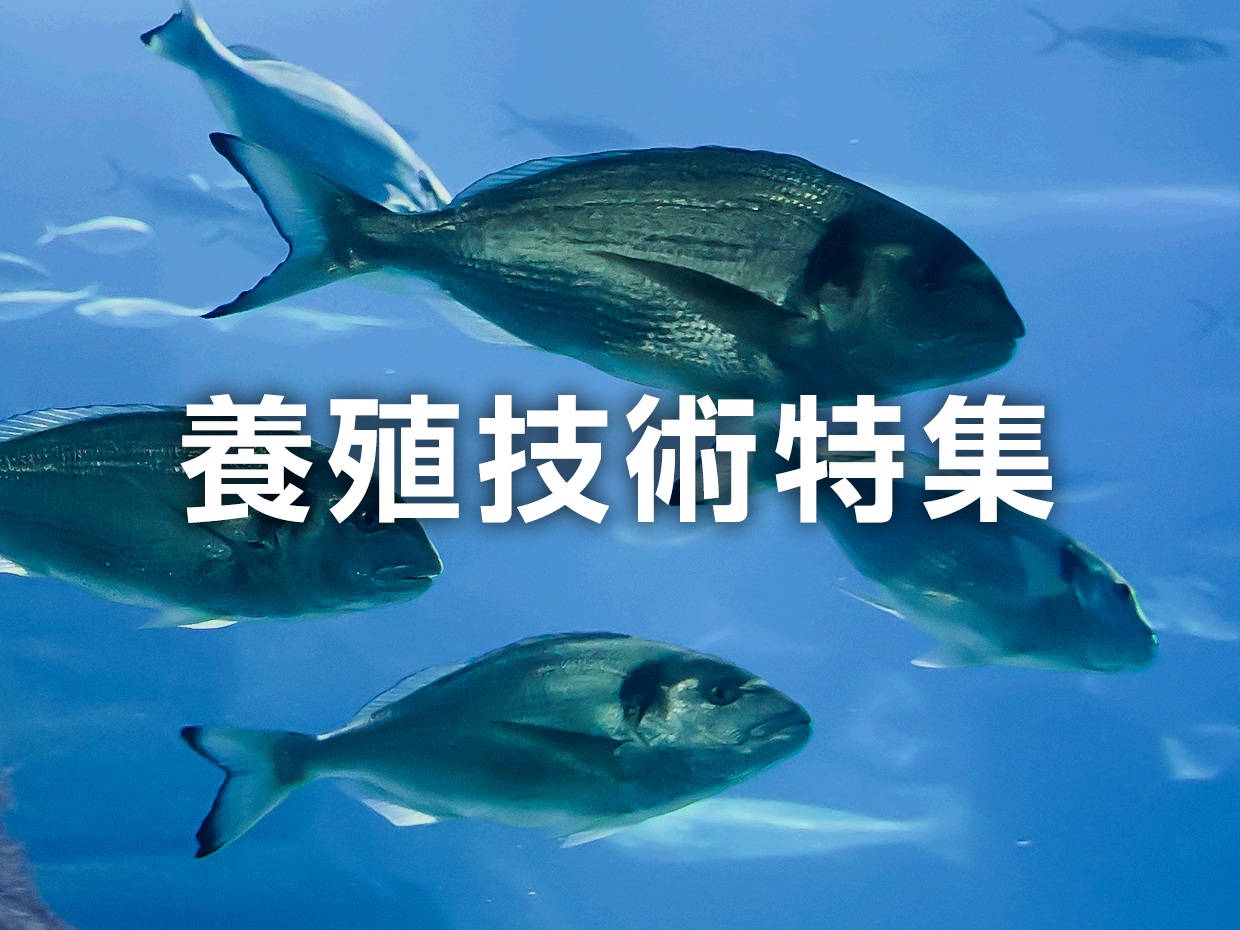 特集画像